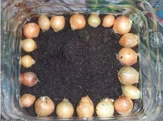 谁还买菜啊，空油桶剪两刀，蔬菜多到吃不完！