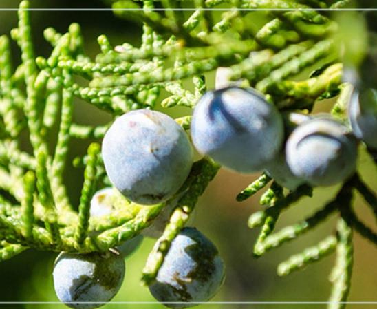 春季皮肤补水能不能去除闭口粉刺,春季皮肤泛红长闭口湿敷水