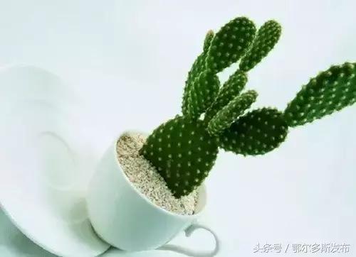 与狗接吻不怕得狂犬病吗,跟狗狗亲嘴会感染狂犬病么