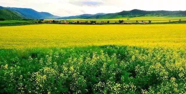 中国十大最美油菜花前十位,中国最美十大油菜花田排名