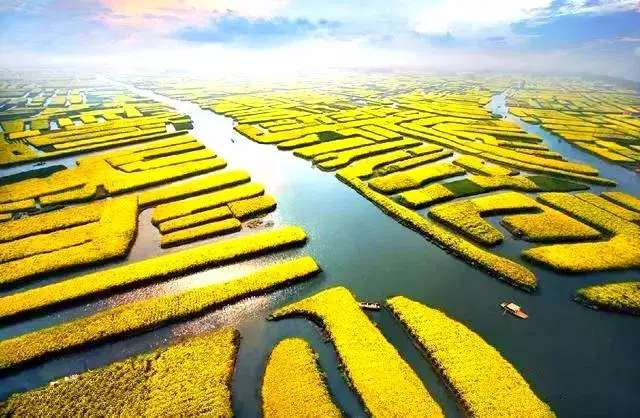 中国十大最美油菜花前十位,中国最美十大油菜花田排名