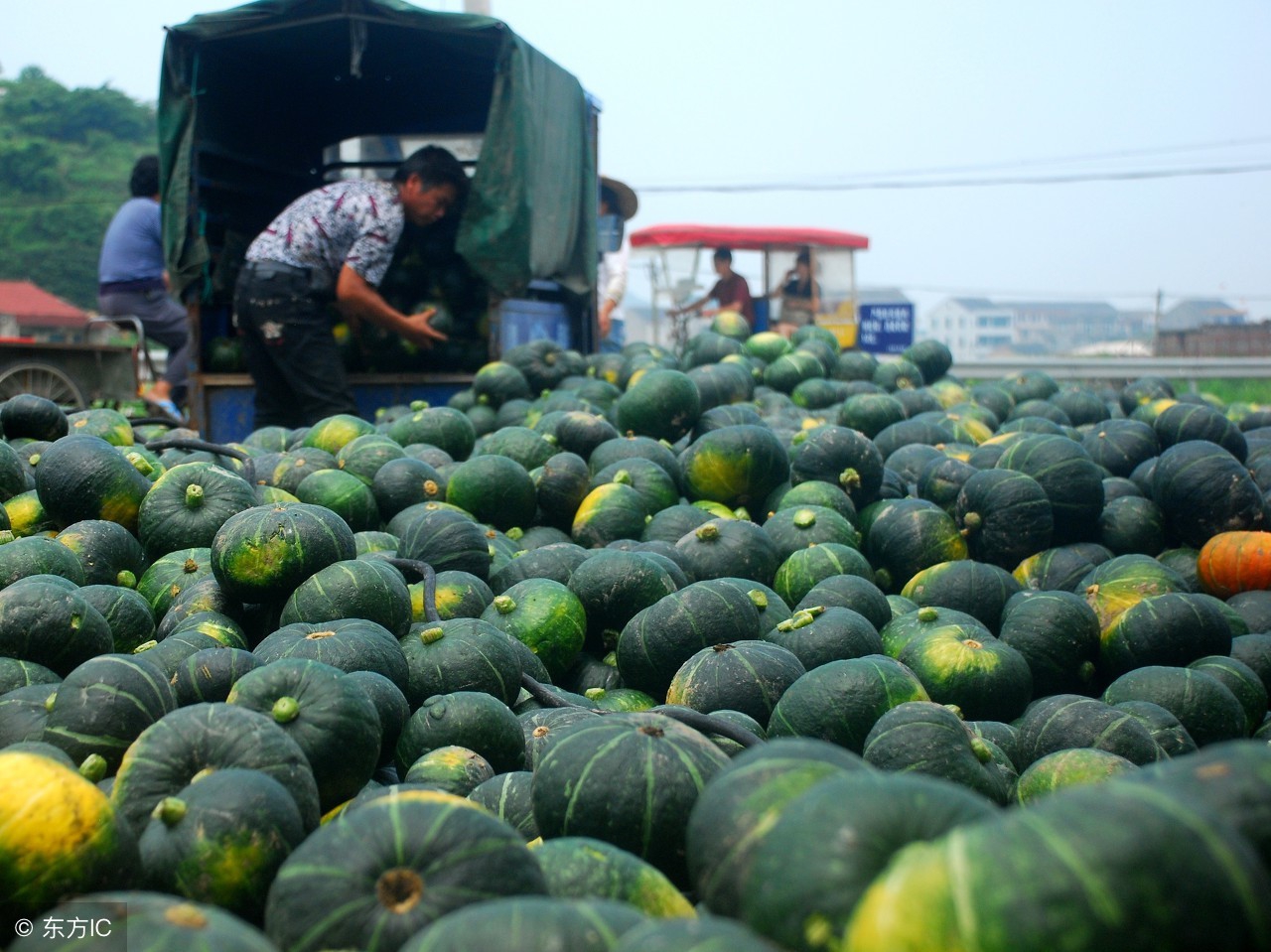 用农作物做的南瓜,南瓜农作物介绍