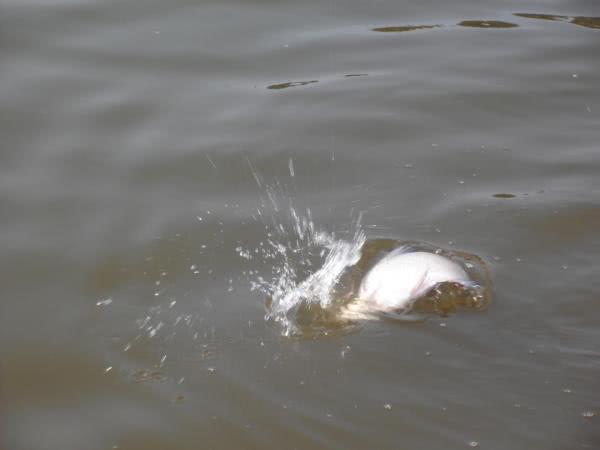 鳊鱼最爱吃什么东西,鳊鱼生活在长江哪里