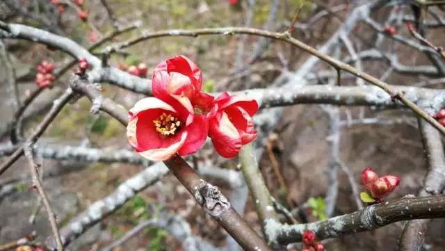 鏃ユ湰浜兘椋庢櫙宸濈搴锋垚,鏃ユ湰宸濈搴锋垚鍒濈鍥涙櫙