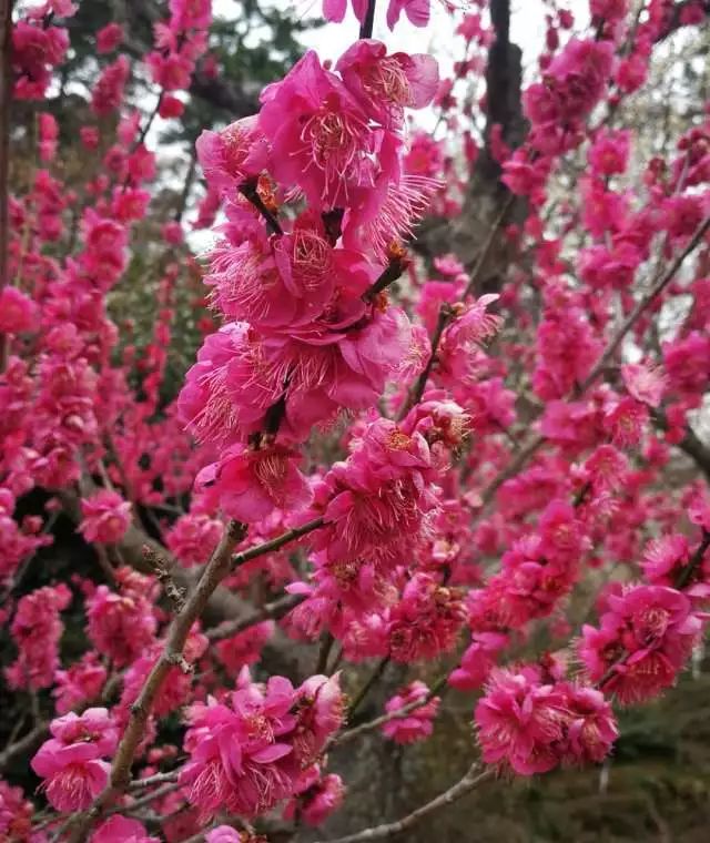 鏃ユ湰浜兘椋庢櫙宸濈搴锋垚,鏃ユ湰宸濈搴锋垚鍒濈鍥涙櫙