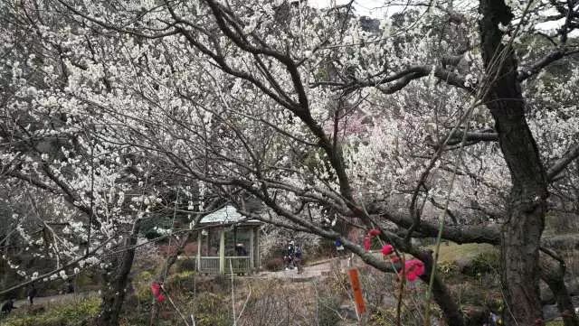 鏃ユ湰浜兘椋庢櫙宸濈搴锋垚,鏃ユ湰宸濈搴锋垚鍒濈鍥涙櫙