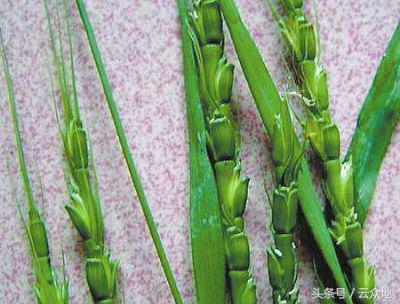 小麦除草关键时期问题多,怎么对症下药?这除草技巧一定不能错过