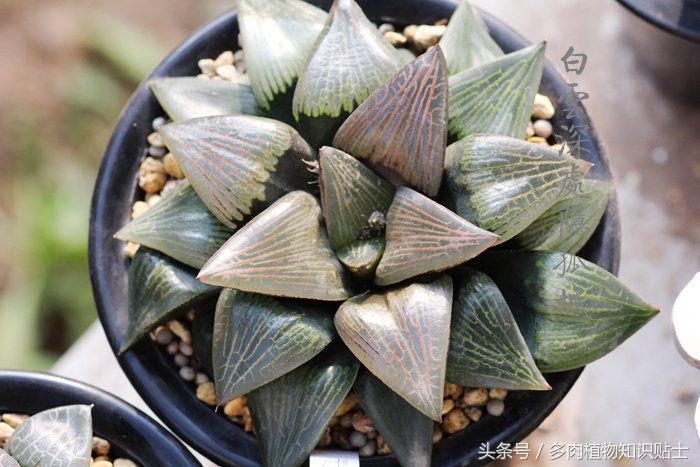 国内多肉植物圈子里的八类人，当中有你吗？