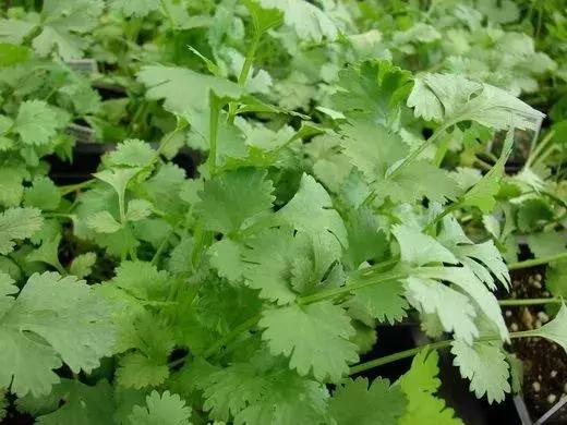 谁还买菜啊，空油桶剪两刀，蔬菜多到吃不完！