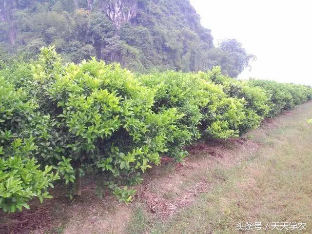 柑橘全年病虫害防治技术表,三月来了一年之计在于春