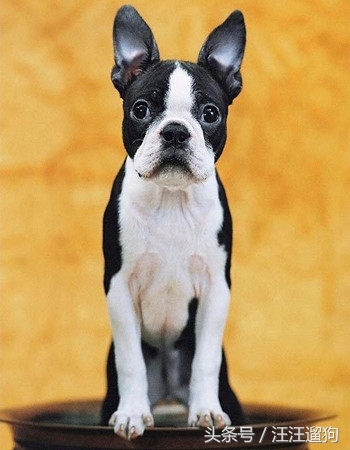 每日一狗搞笑,每日一狗二哈最新视频