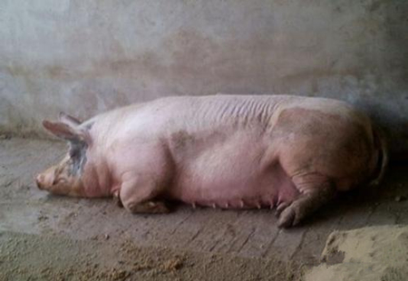 母猪产后恶露不尽高烧怎么办,母猪恶露不止