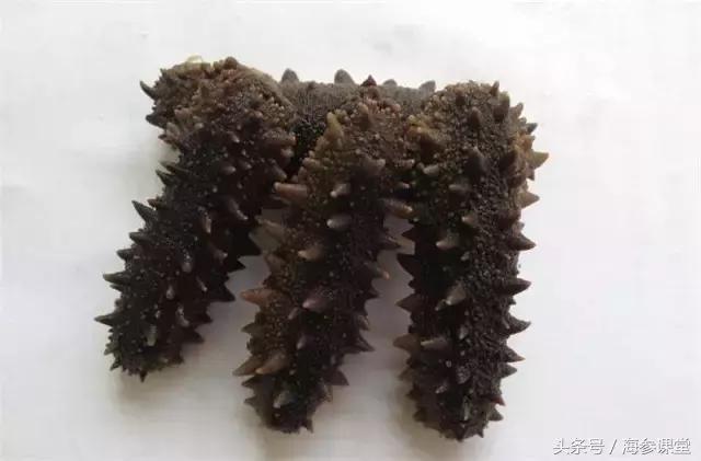 海参产地哪里最好吃,海参产地大揭秘哪里海参最好