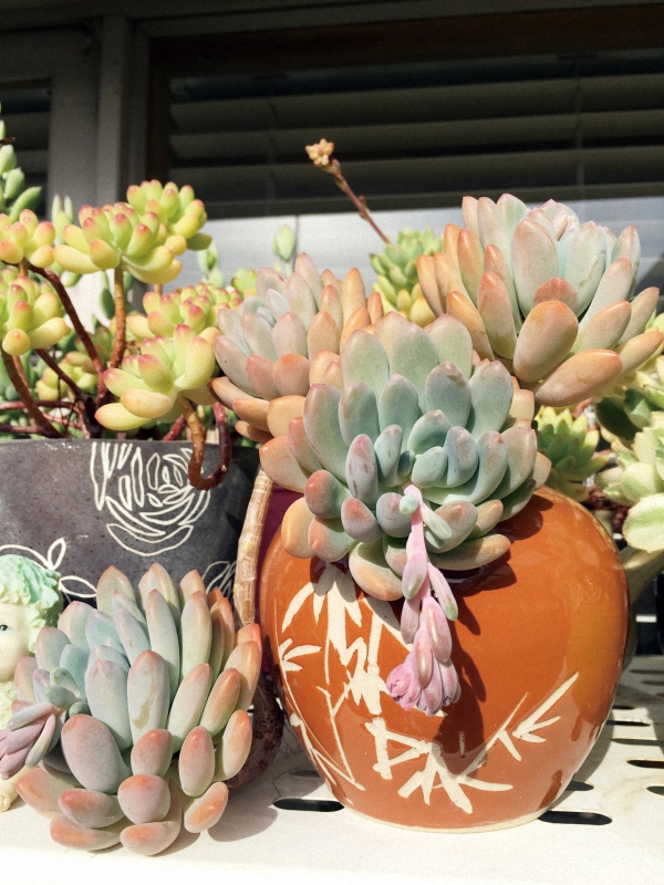 我的多肉之旅纪录片,墨尔本植物园多肉植物