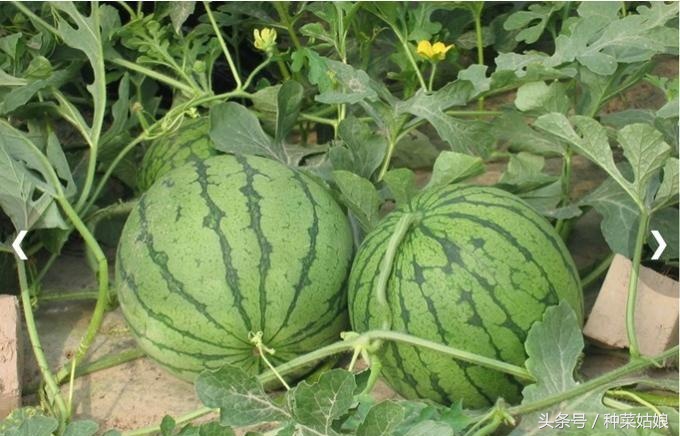 种植西瓜的方法与技术去哪里学,种植小西瓜技巧视频