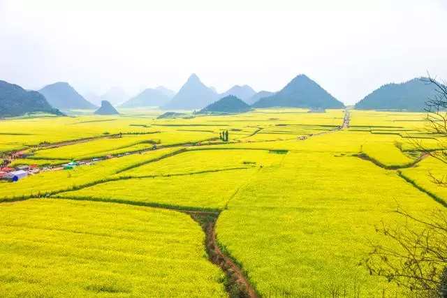 中国十大最美油菜花前十位,中国最美十大油菜花田排名