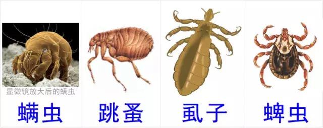 给猫咪体外驱虫的正确方法是什么,给猫咪体外驱虫的正确方法