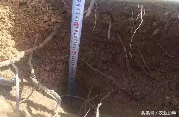 如何养好葡萄树苗,如何养好葡萄的根