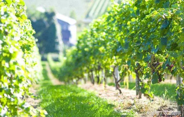 如何养好葡萄树苗,如何养好葡萄的根