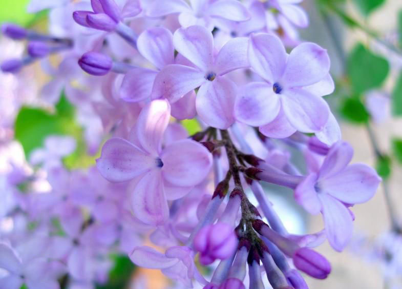 中国买不到的婚纱!Stelladelibero跳进花海的新娘，美到爆炸！