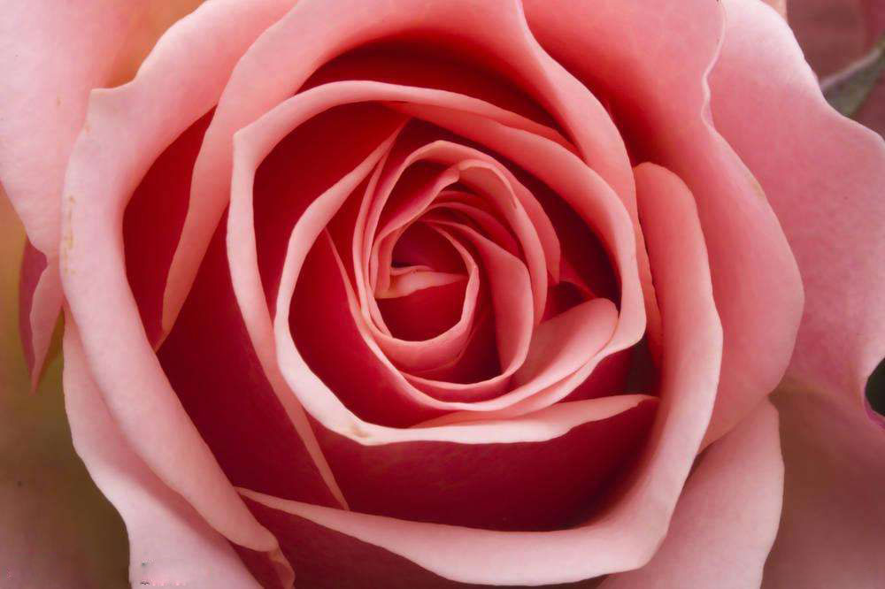 中国买不到的婚纱!Stelladelibero跳进花海的新娘，美到爆炸！