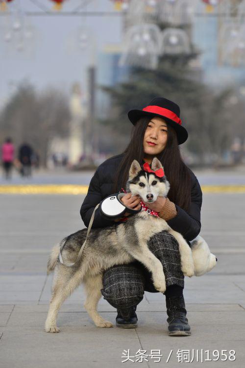 狗年春晚萌狗,新年新气象狗年旺旺旺