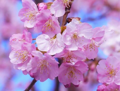 樱花种子怎么发芽,樱花种子的种植方法