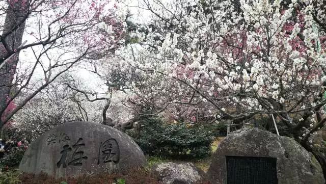 鏃ユ湰浜兘椋庢櫙宸濈搴锋垚,鏃ユ湰宸濈搴锋垚鍒濈鍥涙櫙