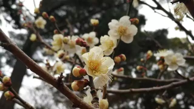 鏃ユ湰浜兘椋庢櫙宸濈搴锋垚,鏃ユ湰宸濈搴锋垚鍒濈鍥涙櫙