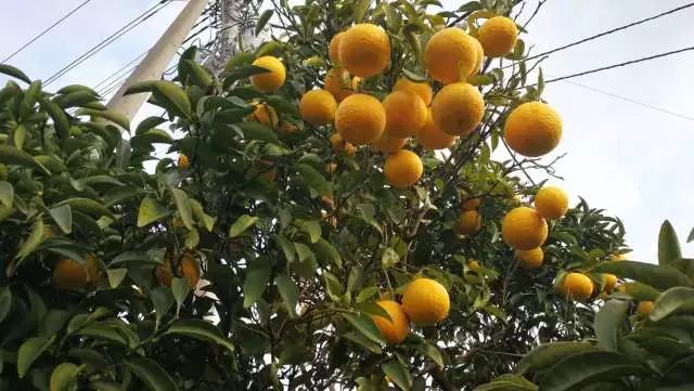 鏃ユ湰浜兘椋庢櫙宸濈搴锋垚,鏃ユ湰宸濈搴锋垚鍒濈鍥涙櫙