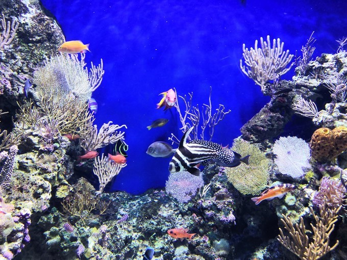 春节新加坡6天5晚亲子游,新加坡亲子游2017