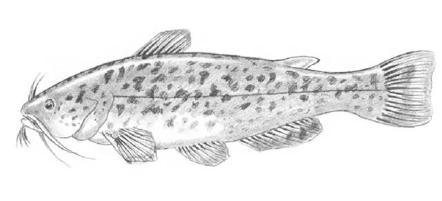 素描入门零基础教程动漫人物,素描入门零基础教程排线握笔