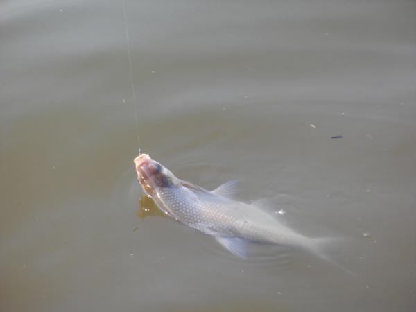 鳊鱼最爱吃什么东西,鳊鱼生活在长江哪里