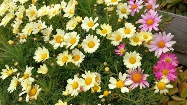 鏃ユ湰浜兘椋庢櫙宸濈搴锋垚,鏃ユ湰宸濈搴锋垚鍒濈鍥涙櫙