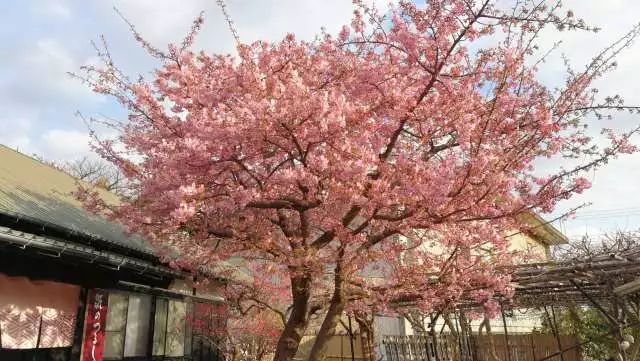 鏃ユ湰浜兘椋庢櫙宸濈搴锋垚,鏃ユ湰宸濈搴锋垚鍒濈鍥涙櫙