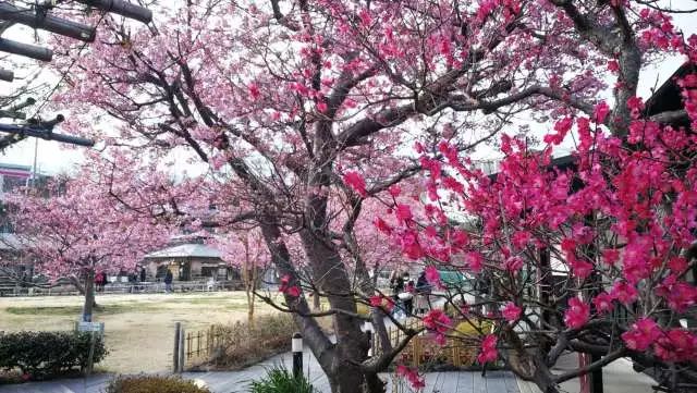 鏃ユ湰浜兘椋庢櫙宸濈搴锋垚,鏃ユ湰宸濈搴锋垚鍒濈鍥涙櫙