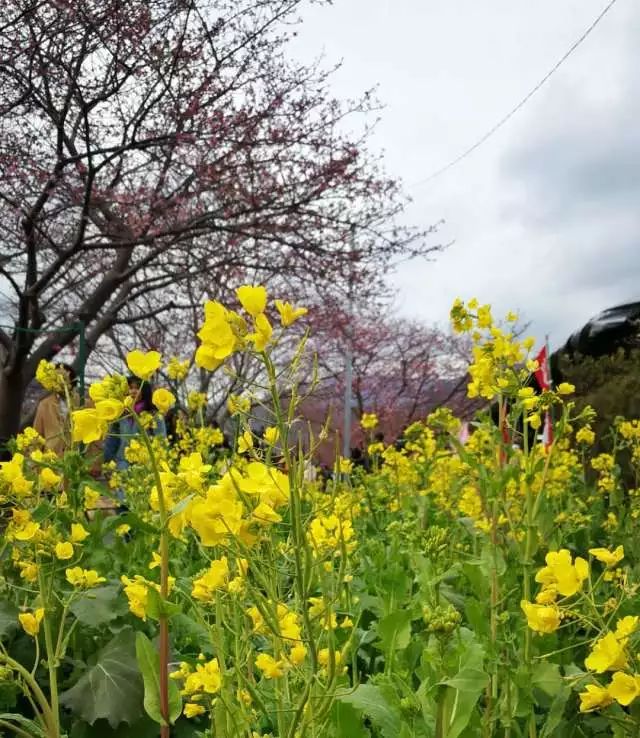 鏃ユ湰浜兘椋庢櫙宸濈搴锋垚,鏃ユ湰宸濈搴锋垚鍒濈鍥涙櫙