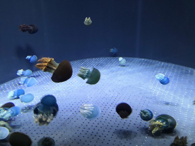 春节新加坡6天5晚亲子游,新加坡亲子游2017