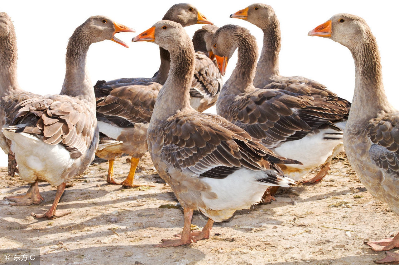 产蛋高峰料量是多少,产蛋高峰后注意什么