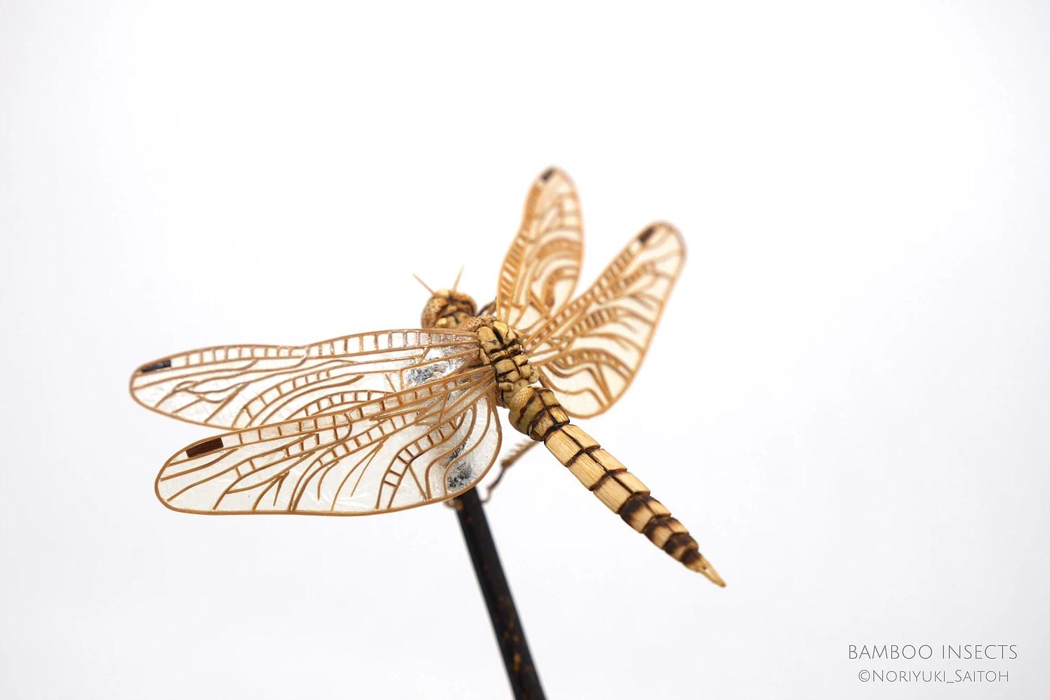 用树木制作一个简易昆虫模型,用枯树枝制作昆虫模型