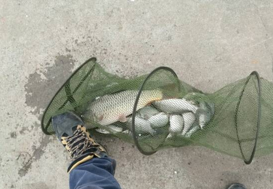 新年第一天钓到大鱼有什么兆头,新年大鲤