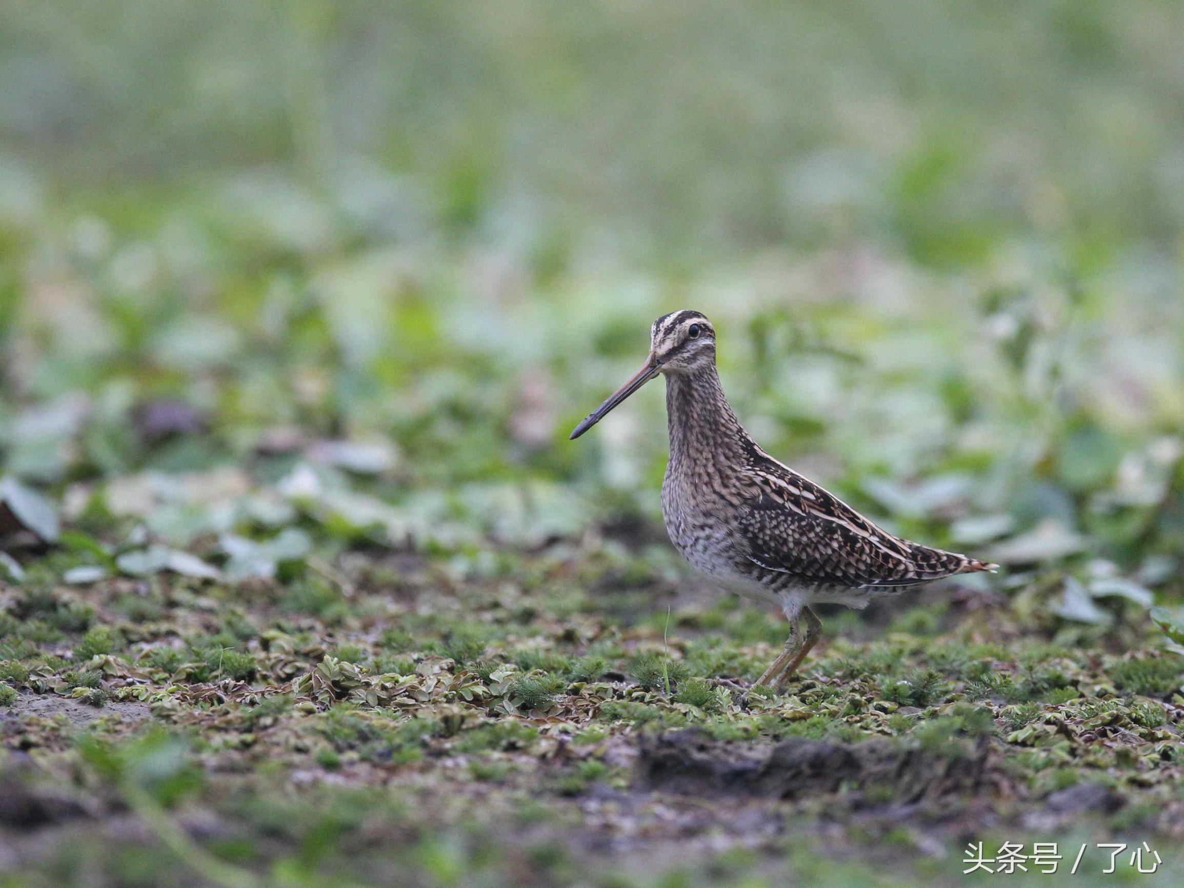 扇尾沙锥几月好抓,扇尾沙锥图片