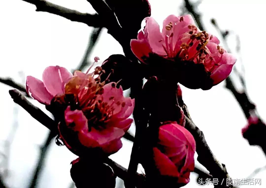 陇南徽县梅园“颜值”已“爆表”，再不去就迟了
