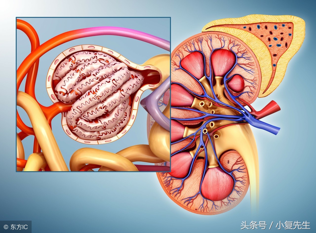 如何预防肾衰竭肾炎尿毒症,慢性尿毒症预防