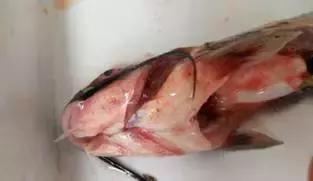 鱼类败血症病原,鱼类败血症的症状