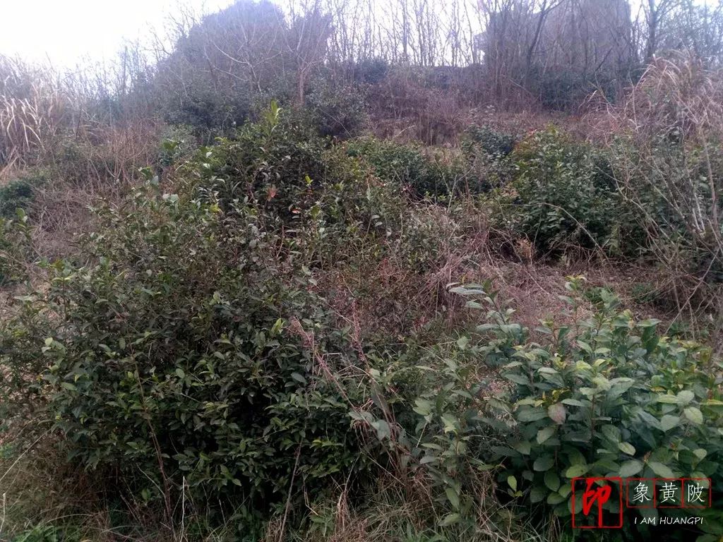 蔡店奇石,蔡店婚庆店