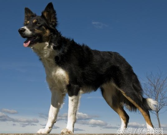 中华田园犬纪录片黑子,07年中华田园犬黑子
