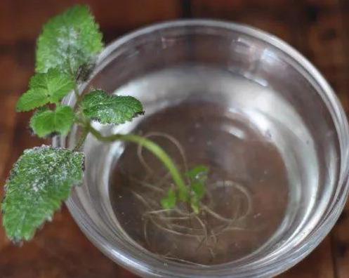 1片小药片兑水，往花盆一倒！花蹭蹭蹭往上长，不烂根，老旺盛了