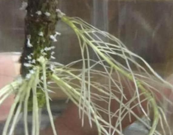 1片小药片兑水，往花盆一倒！花蹭蹭蹭往上长，不烂根，老旺盛了