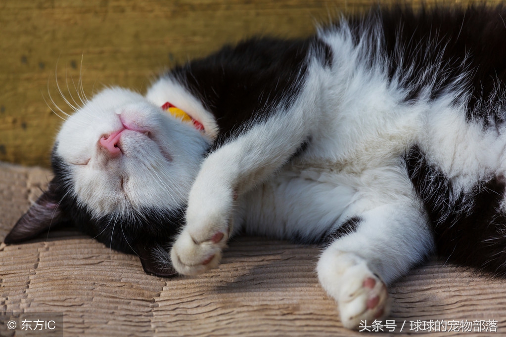 猫咪记仇吗猫记仇的表现都有哪些,猫咪绝育完记仇了怎么改